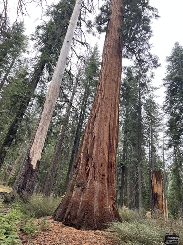Sequoiadendron giganteum observed 2026-10-23