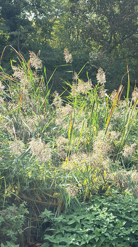 common reed photograph by the iNaturalist community