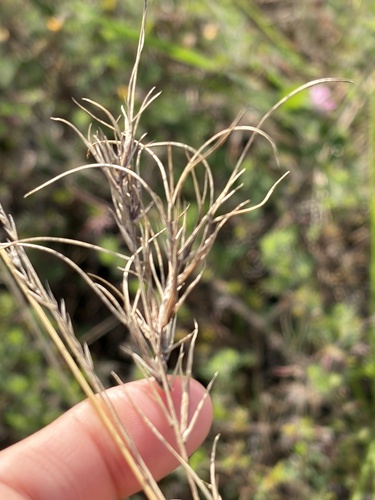 Festuca ovina observed 2026-10-23