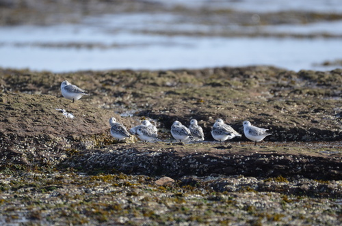 Sanderling photograph by the iNaturalist community