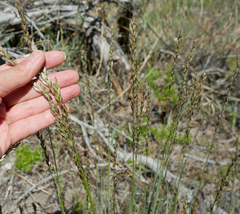 Melica californica