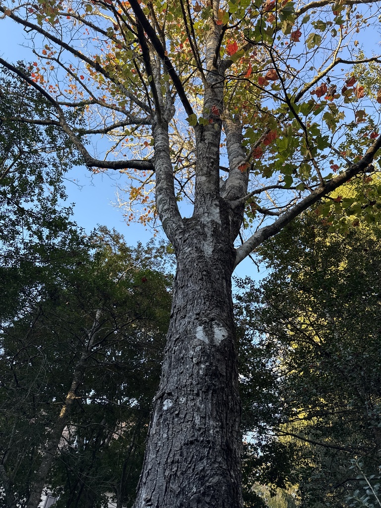 A photograph from Oct 23, 2026 near DuPont State Recreational Forest, where the observer’s point is approximate.