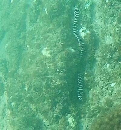 Gymnomuraena zebra observed 2026-10-22