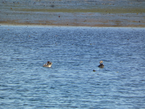 iNaturalist image