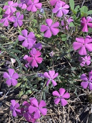 Phlox woodhousei