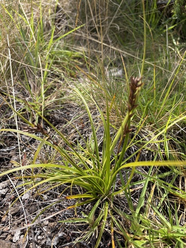 Morelotia gahniiformis observed 2026-10-23