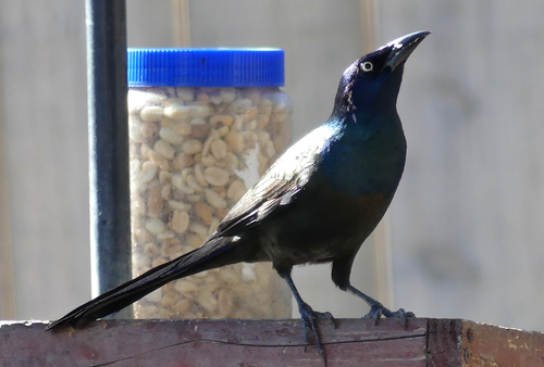 Common Grackle photograph by the iNaturalist community