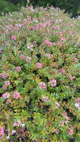 Abelia chinensis observed 2026-10-16