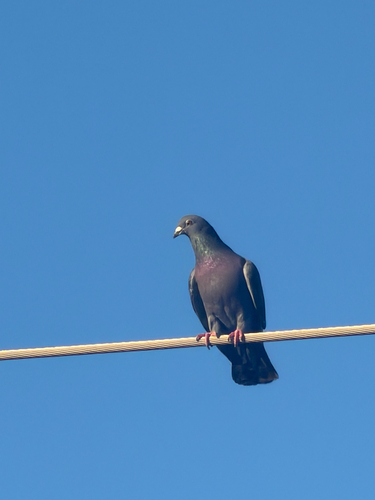 iNaturalist image