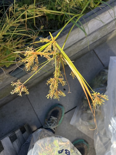 Cyperus iria observed 2026-10-23
