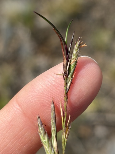 Festuca ovina observed 2026-10-23