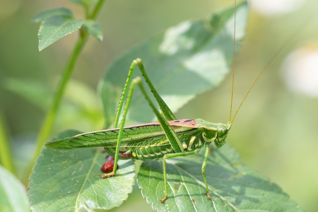 eastern cypress katydid