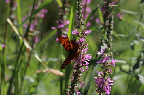 European Comma photograph by the iNaturalist community