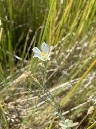 Catchfly Prairie Gentian
