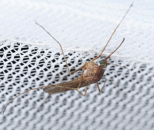 Winter Marsh Mosquito