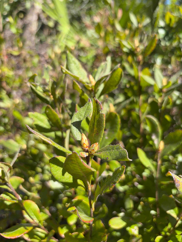 Rhododendron serrulatum, 2026-10-23