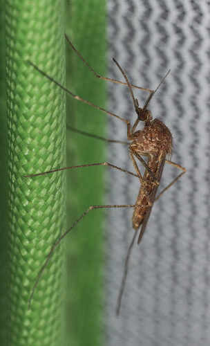 Winter Marsh Mosquito