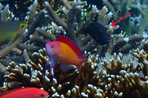 Balistapus undulatus observed 2026-10-23