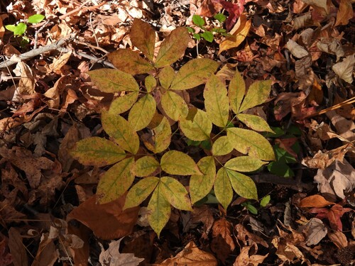 Aralia nudicaulis observed 2026-10-23