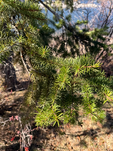 Douglas-fir photograph by the iNaturalist community