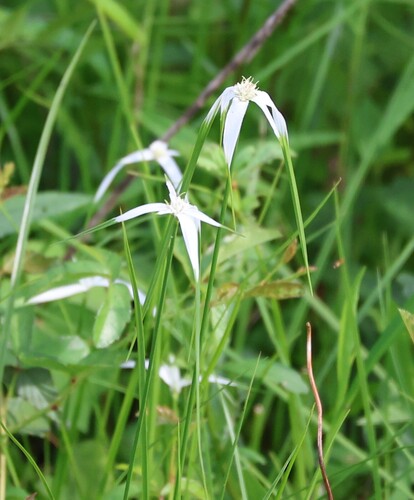 Rhynchospora colorata observed 2026-10-23