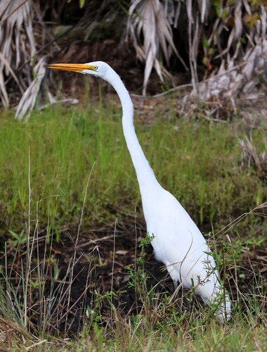 iNaturalist image