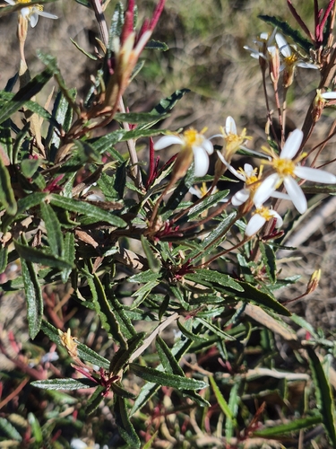 Olearia erubescens, 2026-10-24