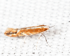 Cameraria quercivorella