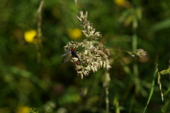 Cantharis annularis