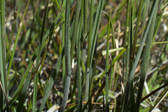 Melica californica