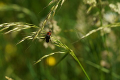 Cantharis annularis