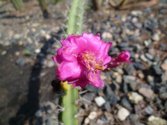 Peniocereus canoensis