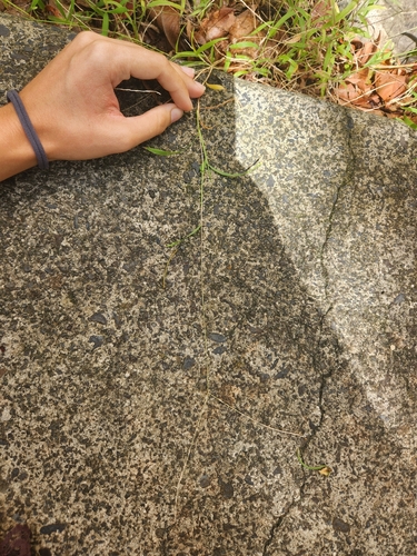 Digitaria radicosa observed 2026-10-23