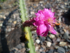Peniocereus canoensis
