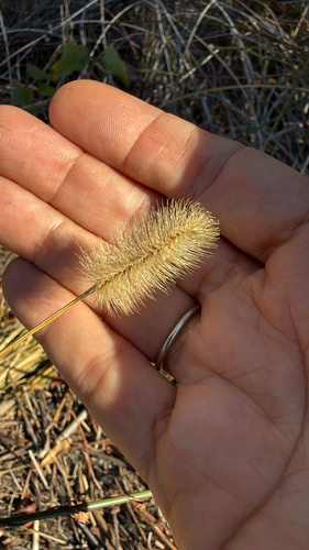 Setaria parviflora observed 2026-10-23