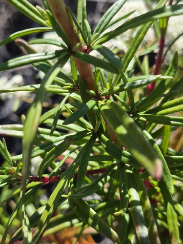 Poranthera corymbosa, 2026-10-24