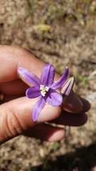 Brodiaea rosea rosea