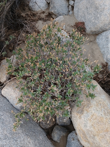 Trixis californica