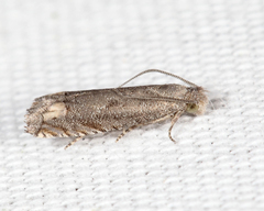 Epiblema minutana