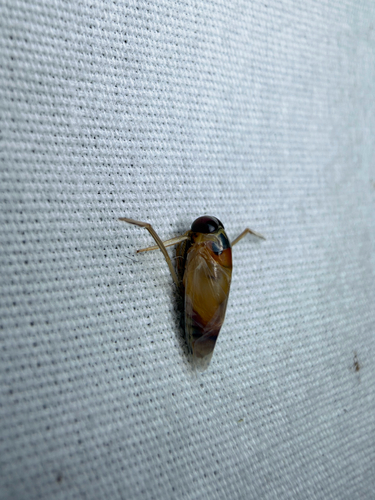 Buenoa