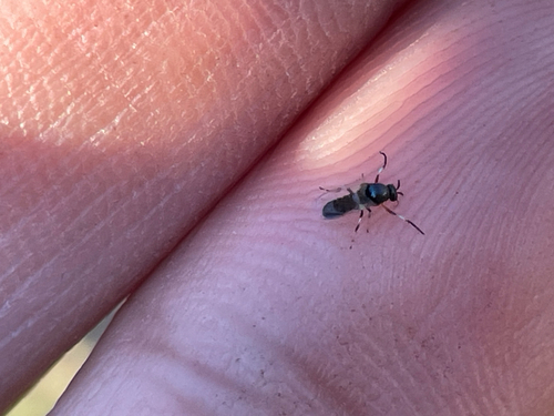 Common Blackflies