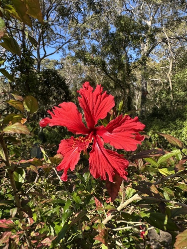 Hibiscus rosa-sinensis observed 2026-10-24