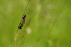 Zygaena filipendulae