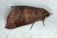 Bastilla hamatilis