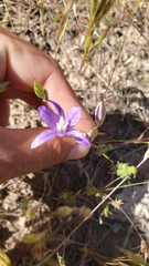 Brodiaea rosea rosea