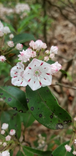 Kalmia latifolia