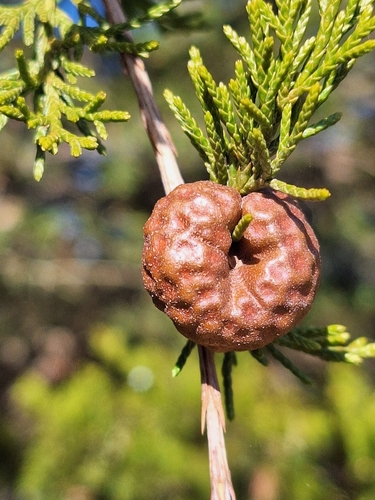 Gymnosporangium juniperi-virginianae, 2026-10-23