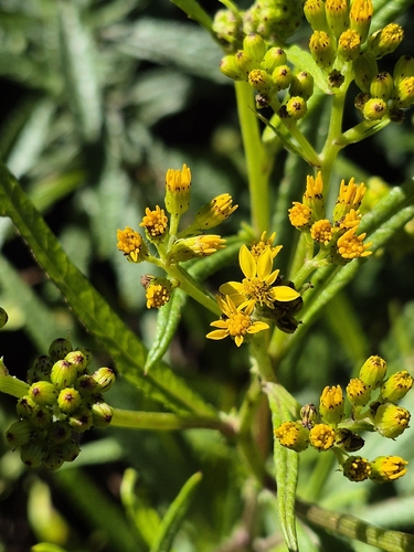 Senecio linearifolius observed 2026-10-24