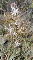 Asphodelus serotinus