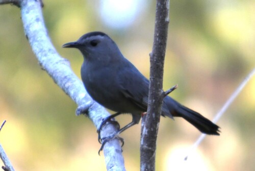 Gray Catbird photograph by the iNaturalist community